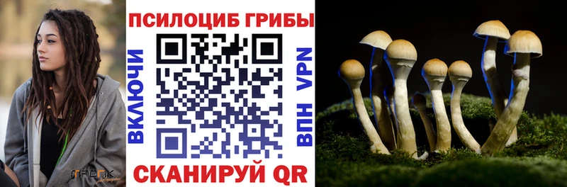 цены Апрелевка Псилоцибиновые грибы Psilocybe